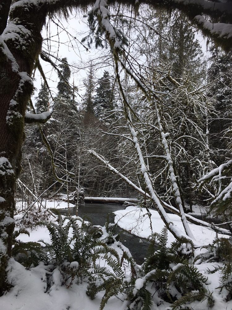 Cathedral Grove Logo