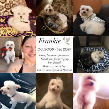 Luxurious Pawz - Rest easy my sweet angel - Pet Groomers Near Me