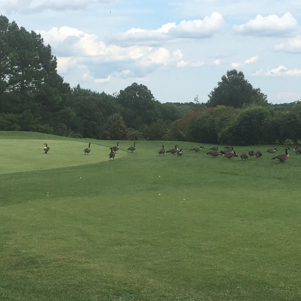 Huge geese flock Huge geese flock