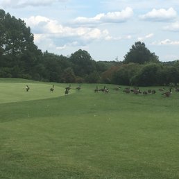 Huge geese flock Huge geese flock