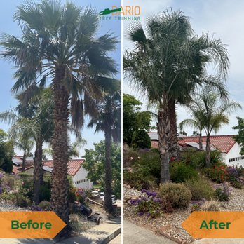 Dario Tree Trimming - Before and AfterFan Palm Trees Removal - Tree Services Near Me - Sylmar, California Dario Tree Trimming - Before and AfterFan Palm Trees Removal - Tree Services Near Me - Sylmar, California