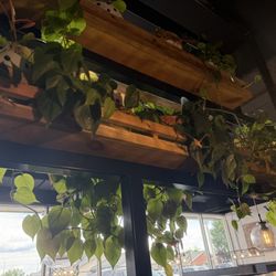 Love the plants!!!