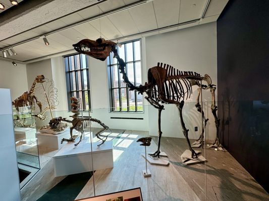 Yale Peabody Museum by null