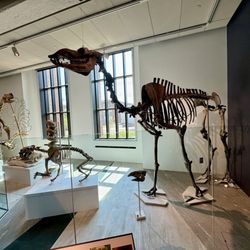 Peabody Museum of Natural History - Prehistoric mammals
