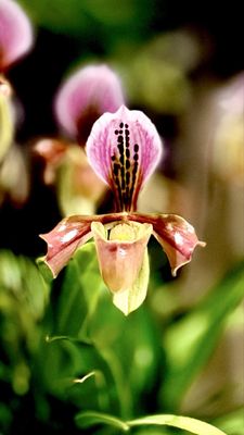 Longwood Gardens by null Longwood Gardens by null