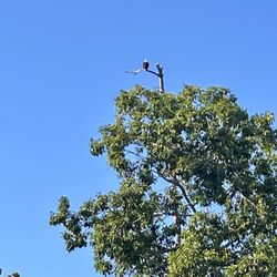 Conservancy of Southwest Florida - Bald Eagle