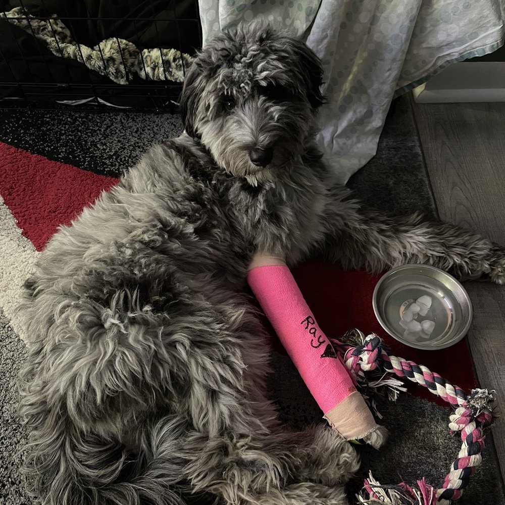 Veterinary Surgical Centers - Veterinarians Near Me - Vienna, Virginia Veterinary Surgical Centers - Veterinarians Near Me - Vienna, Virginia