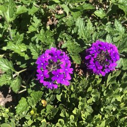 Mary's Gardens