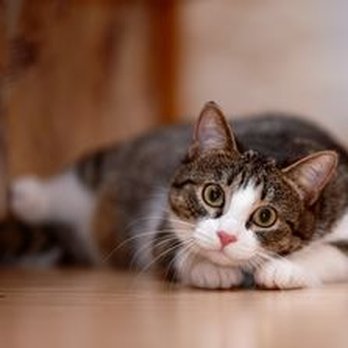 Westbrook Veterinary Clinic - Wellness, Vaccinations, Surgery, Pet Insurance, & More! - Veterinarians Near Me - Edmonton, Alberta Westbrook Veterinary Clinic - Wellness, Vaccinations, Surgery, Pet Insurance, & More! - Veterinarians Near Me - Edmonton, Alberta