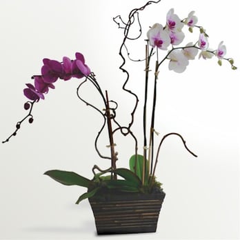 CSI Orchids - Custom Arrangements Available - Florists Near Me - North Palm Beach, Florida CSI Orchids - Custom Arrangements Available - Florists Near Me - North Palm Beach, Florida