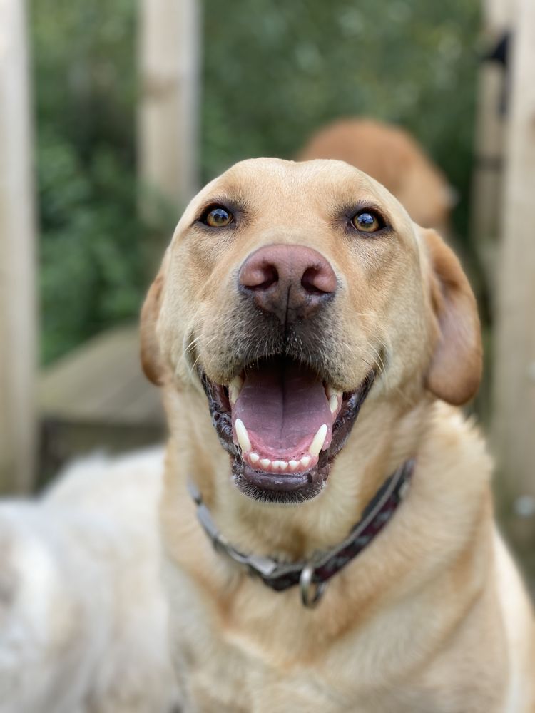 MURRAYHILL KENNELS & CATTERY Updated August 2024 Station Road