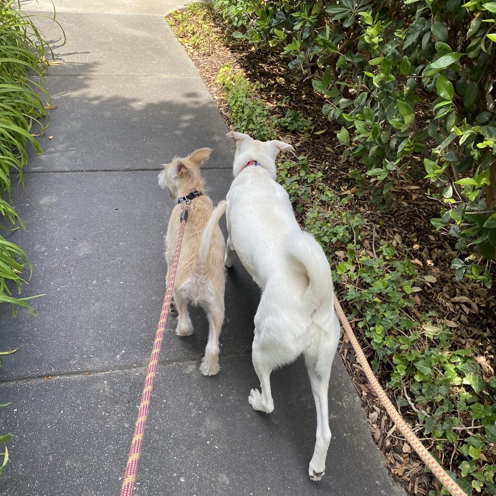 A Better Chance Rescue - Pet Adoption Near Me