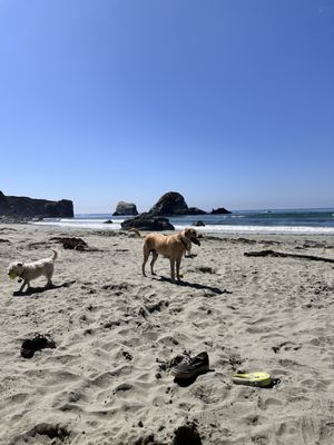 Sand Dollar Beach by null