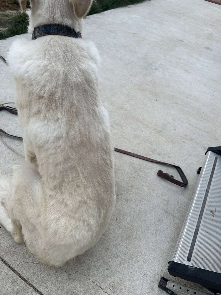 4 Paws Bed & Biscuit - pet boarding facility in Pipe Creek, TX