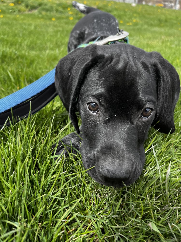 Four Happy Paws Dog Walk & Pet Sitting - pet boarding facility in Salt Lake City, UT