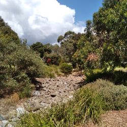 Frankston Park - Creek