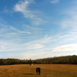 Croney's Corner Farm - Backfield