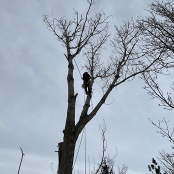 Tree Keepers - Dead cottonwood removal - Tree Services Near Me - Littleton, Colorado