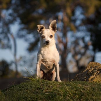 Pet Charm Photography - Pet Photography Near Me Pet Charm Photography - Pet Photography Near Me