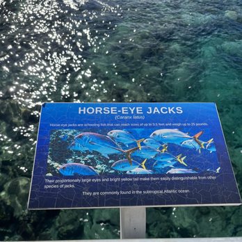 Coral World Ocean Park - Aquariums Near Me - St Thomas, Virgin Islands