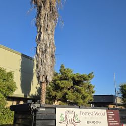 Forrest Wood Tree Service - Before...