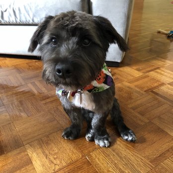 Playful Paws - Margot girl after grooming at the new Playful Paws salon on Jefferson st - Dog Walkers Near Me