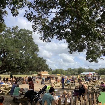 Froberg's Farm - Under the big tree, by the concession and live music. - Pick Your Own Farms Near Me - Alvin, Texas Froberg's Farm - Under the big tree, by the concession and live music. - Pick Your Own Farms Near Me - Alvin, Texas