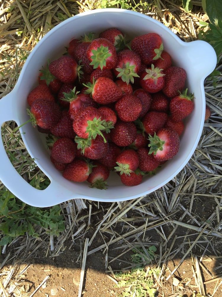 LAVIGNE STRAWBERRY FARM Whichers Mill Rd, Sanford, ME Yelp