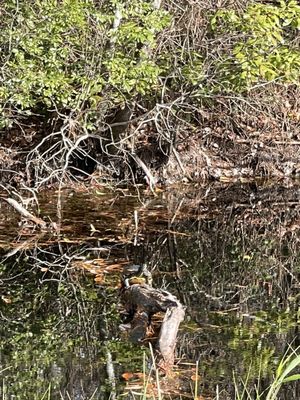 Alligator River National Wildlife Refuge by null