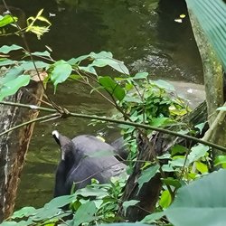 Gondwanaland