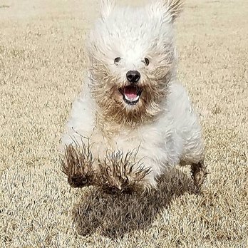 Cr Ranch Pet O Tel 107 Photos 52 Reviews Pet Boarding 6060 American Ave Modesto Ca Phone Number