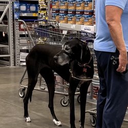 Lowe's Home Improvement - Why do the stores allow this?