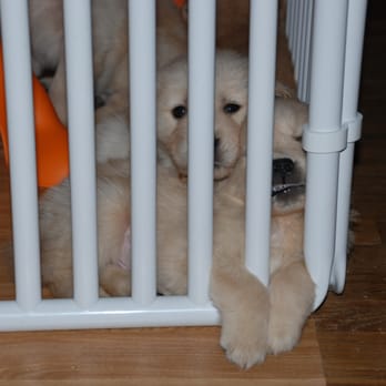 rover pet enclosures