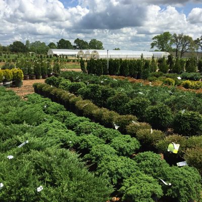 Dabney Nursery 5576 Hacks Cross Rd Memphis Tn Nurseries Mapquest Dabney Nursery 5576 Hacks Cross Rd