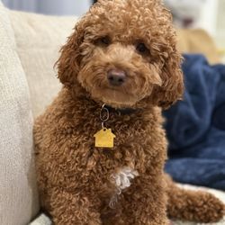 My Buddies Pet Care - Sweet Finn!