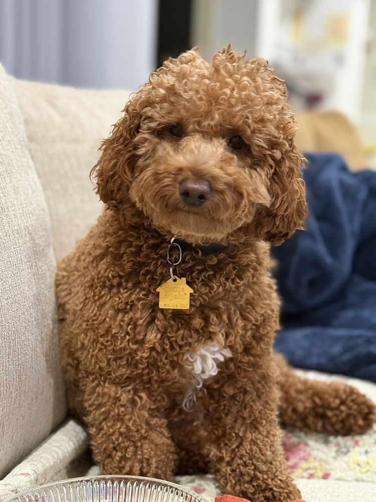 My Buddies Pet Care Image