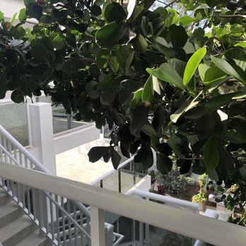 Premiere Hotel - The greenery is dreamy in the courtyard - Hotels Near Me - Fort Lauderdale, Florida Premiere Hotel - The greenery is dreamy in the courtyard - Hotels Near Me - Fort Lauderdale, Florida
