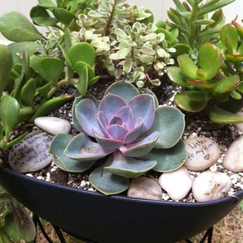 Koolau Farmers - Succs - Nurseries & Gardening Near Me - Honolulu, Hawaii