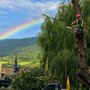 Backwoods Tree Service