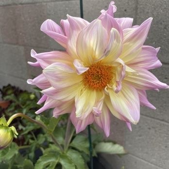 United Plant Growers - Nurseries & Gardening Near Me - Long Beach, California