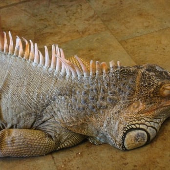 Reptiles Reptropolis - totally pettable! - Reptile Shops Near Me - Capistrano Beach, California