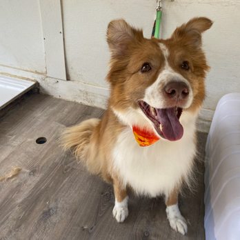 Hazel & Co. Pet Services - Dog Walkers Near Me