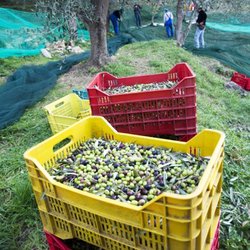 The Pristine Olive Tasting Bar