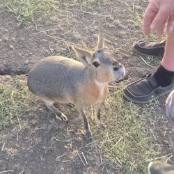 Roos 2 u