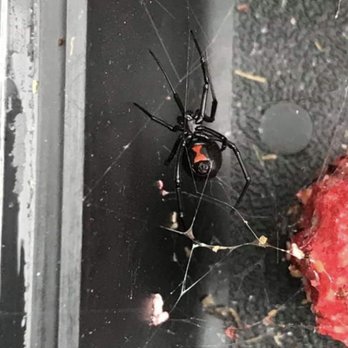 Craig's Pest Service - Black widow - Pest Control Near Me - Clearfield, Utah Craig's Pest Service - Black widow - Pest Control Near Me - Clearfield, Utah