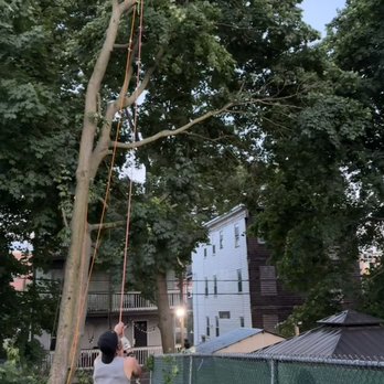 Green Arbor Tree - Climbing services for limited proximity and non-invasive procedures. - Tree Services Near Me Green Arbor Tree - Climbing services for limited proximity and non-invasive procedures. - Tree Services Near Me