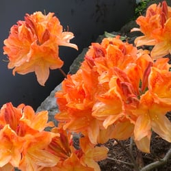Montreux Lakeside Promenade - Flowers along the promenade in May 2013