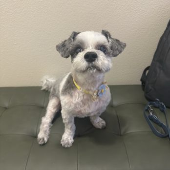 Ann's Pet Grooming - Dog haircut - Pet Groomers Near Me - Brea, California Ann's Pet Grooming - Dog haircut - Pet Groomers Near Me - Brea, California