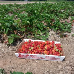 Rose’s Berry Farm - Our bounty