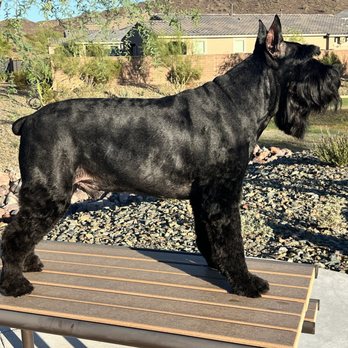 Sunny Days Mobile Grooming - Pet Groomers Near Me Sunny Days Mobile Grooming - Pet Groomers Near Me